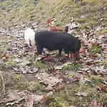 Auverg'nature Auvergnate 3* Espinasse (Puy-de-Dome)