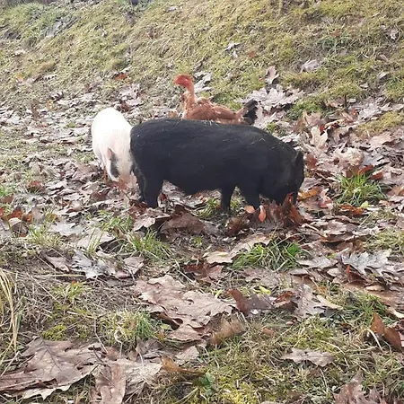 Auverg'nature Auvergnate 3* Espinasse (Puy-de-Dome)