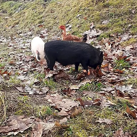 Auverg'nature Auvergnate Nocleg ze śniadaniem 3*