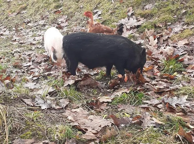 Auverg'nature Auvergnate 3* Espinasse (Puy-de-Dome)